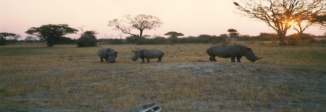 rhino at sunset